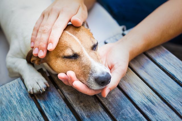 Un chien reposant la tête sur une main