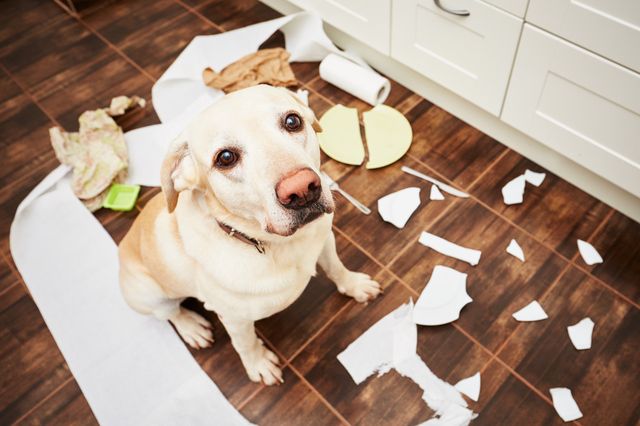 Un chien entouré de débris, ayant fait des bêtises en l'absence de ses maîtres