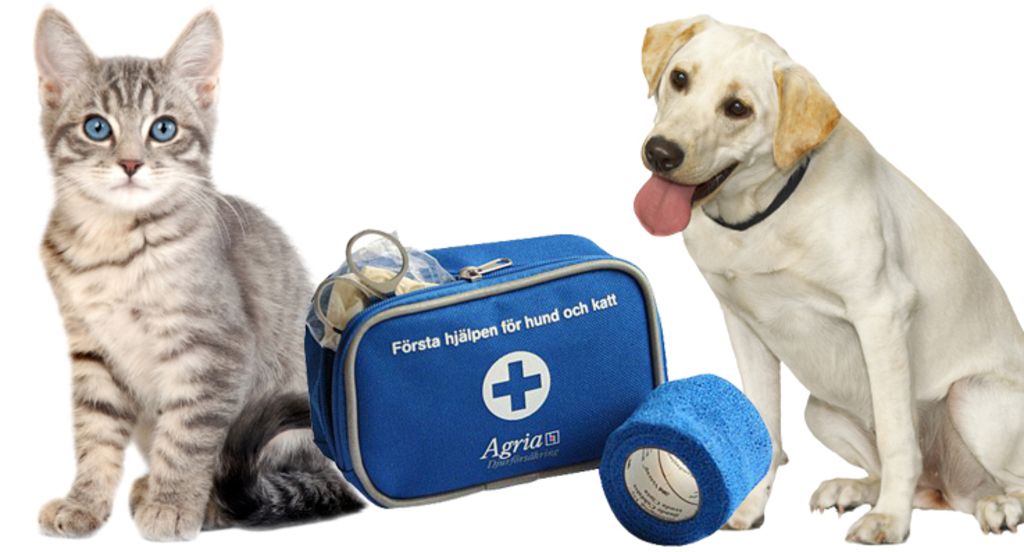 Chien et chat près d'une trousse de premiers secours