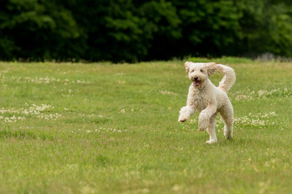 chien qui court dans l'herbe