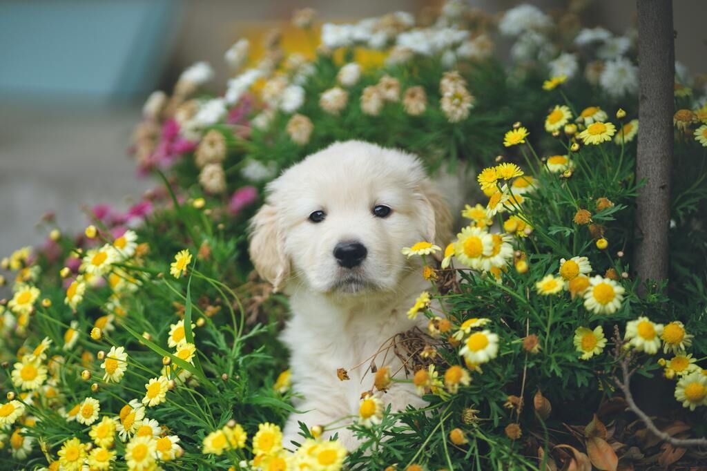 chien chiot fleurs jaune