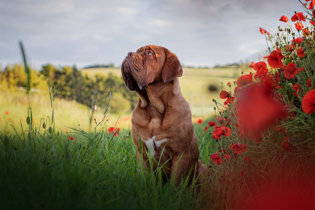 Dogue de Bordeaux dans un champs