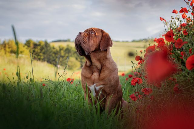 Dogue de Bordeaux dans un champs