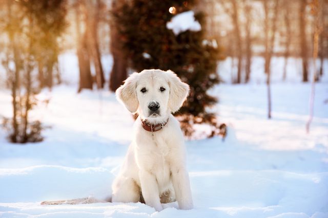 golden retriever dans la neige