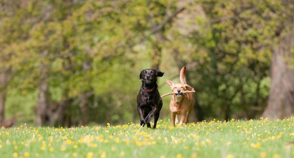 un chien noir et un chien brun qui courrent dans l'herbe