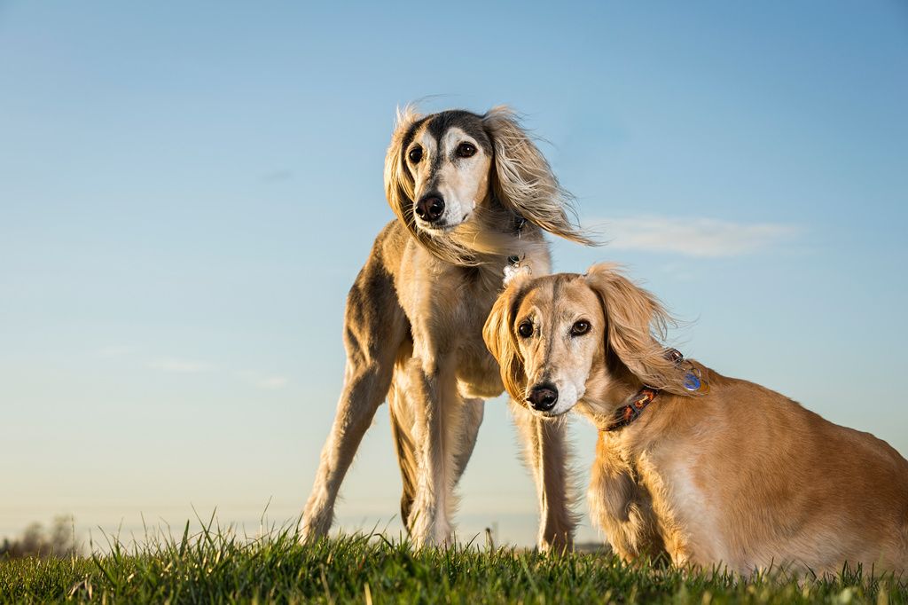 deux chien saluki dehors dont un allongé dans l'herbe