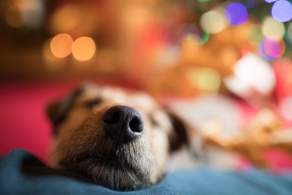 nez d'un chien