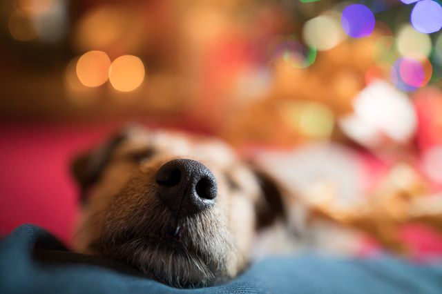 nez d'un chien