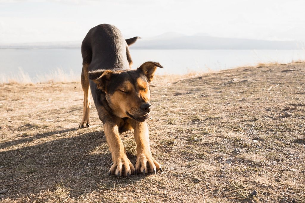 chien qui s'étend sur la plage