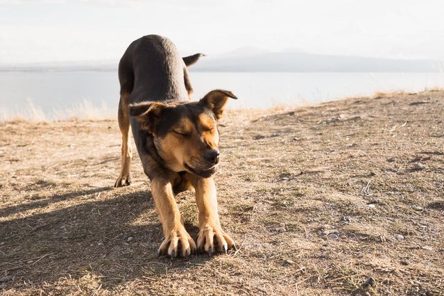 chien qui s'étend sur la plage