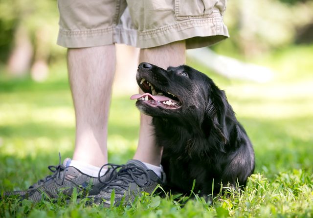 chien noir allongé dans l'herbe 