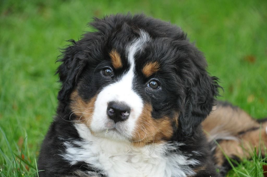 bouvier bernois sur l'herbe