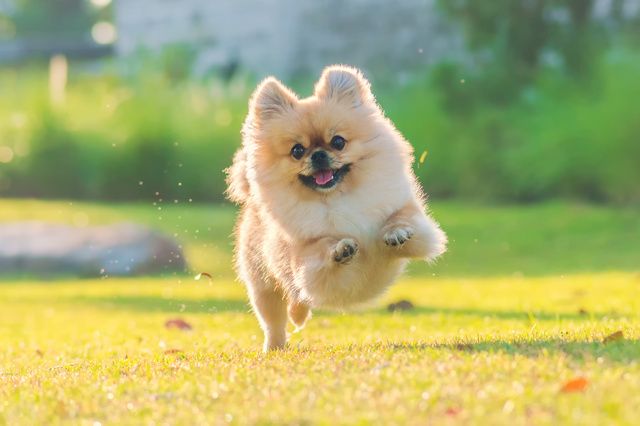 Spitz nain Poméranian qui court dans l'herbe chiot