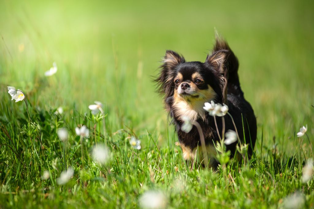 chien dans l'herbe entouré de fleurs