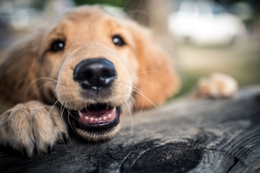 golden retriever qui sourit en montrant ses dents