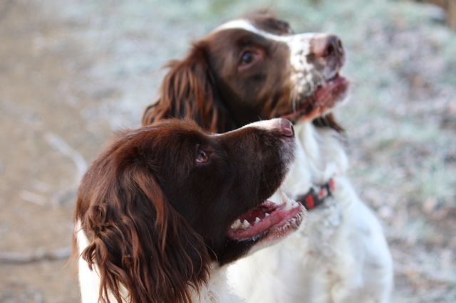 Deux chiens English Springer Spaniel