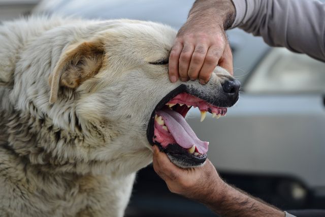 homme qui met ses mains dans la bouche d'un chien