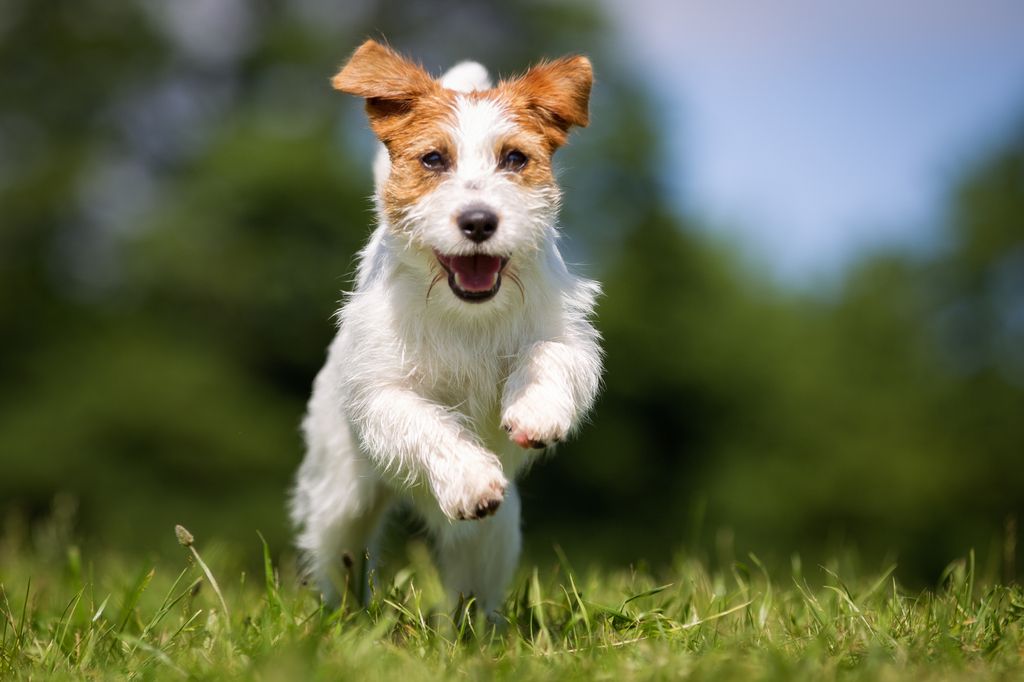 jack russel qui saute dans l'herbe