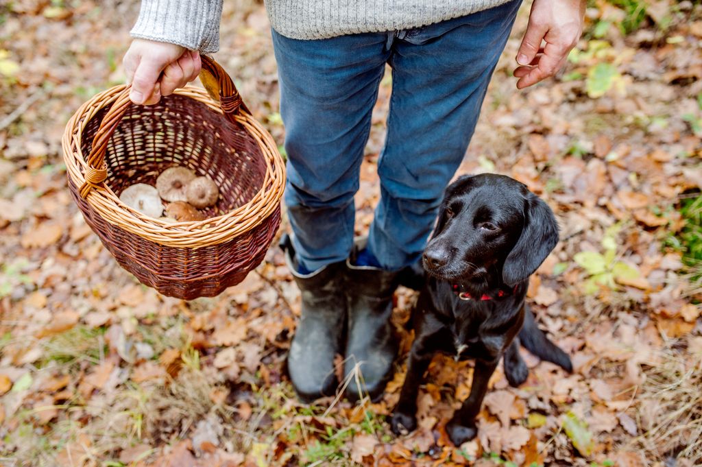 Chien noir avec son maître qui tient un panier de champignons dans la forêt