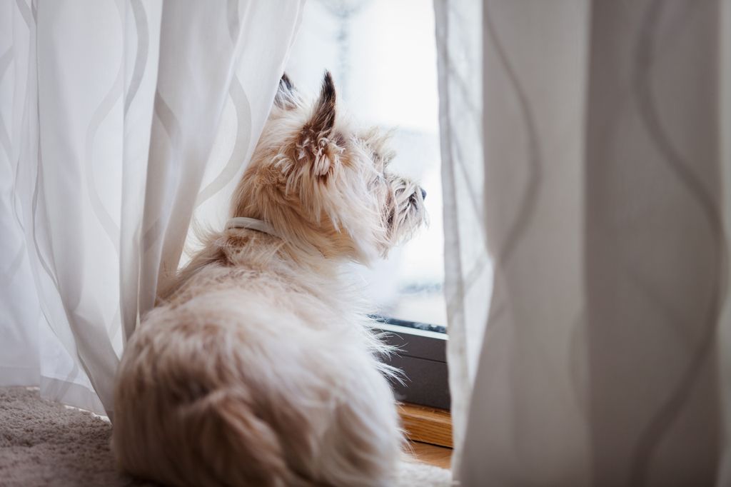 chien assit sur le bord de la fenêtre