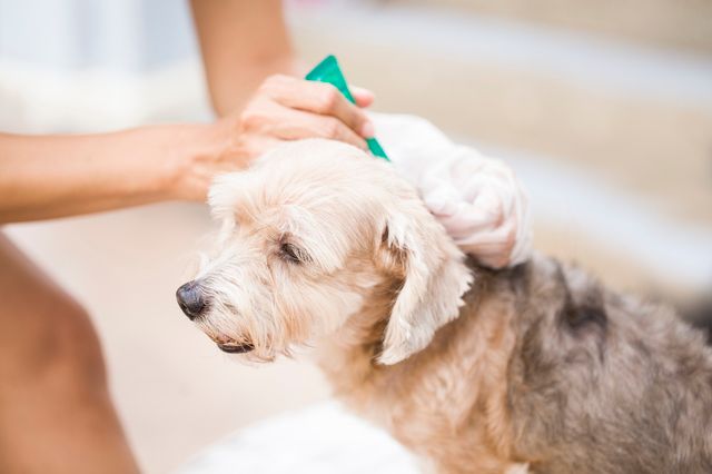 personne qui retire une tique sur un chien