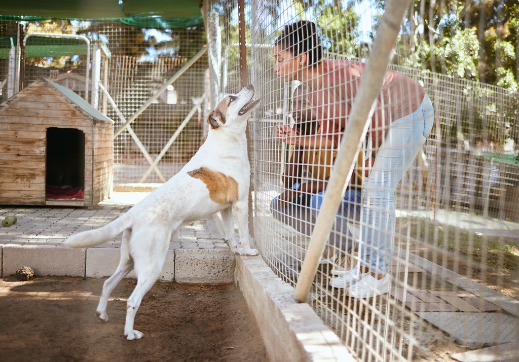 chien dans un refuge