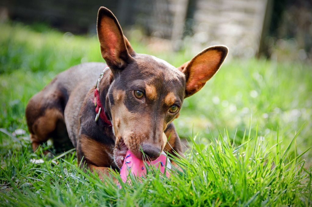 Podenco Maneto qui joue avec son jouet