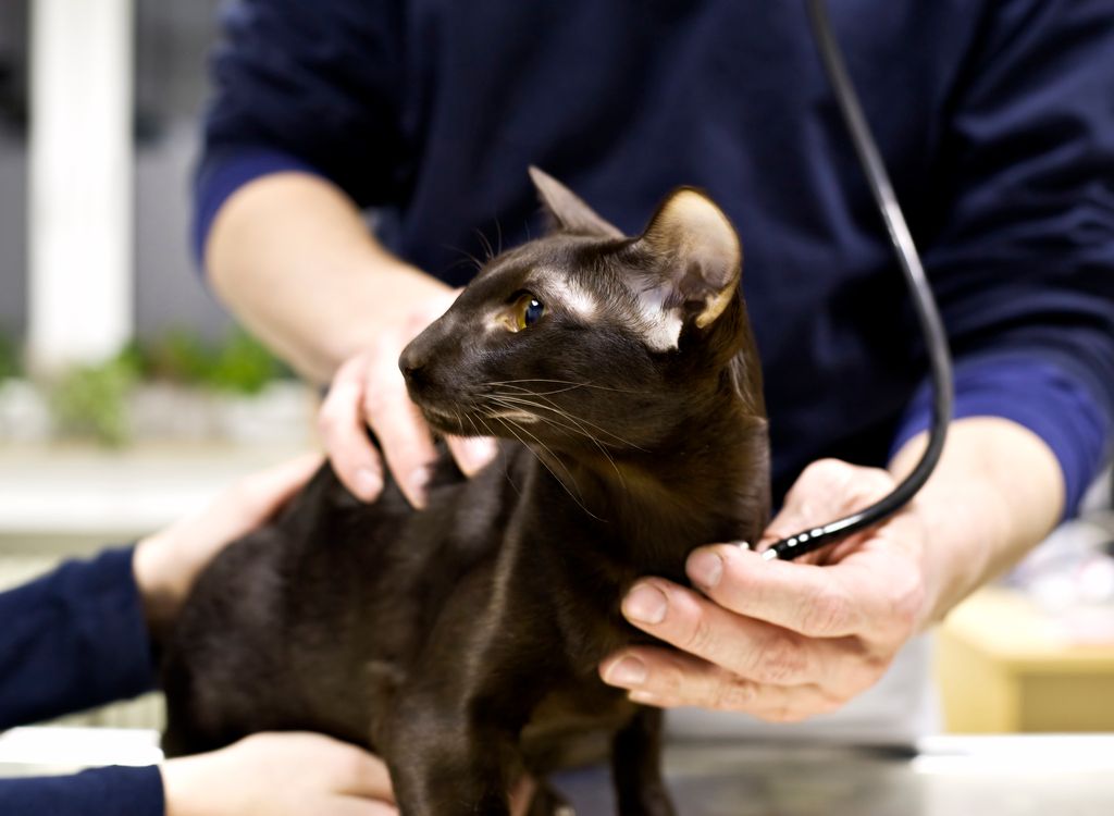 Chat en visite chez le vétérinaire