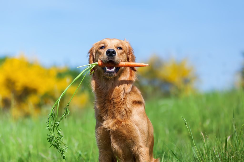 chien avec une carotte dans la gueule