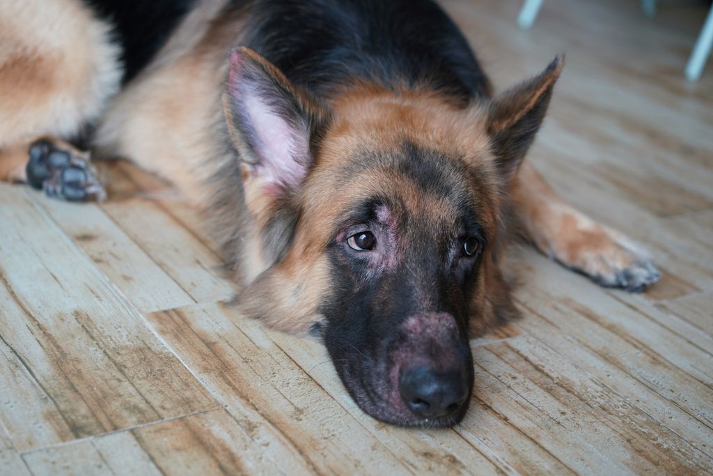 berger allemand