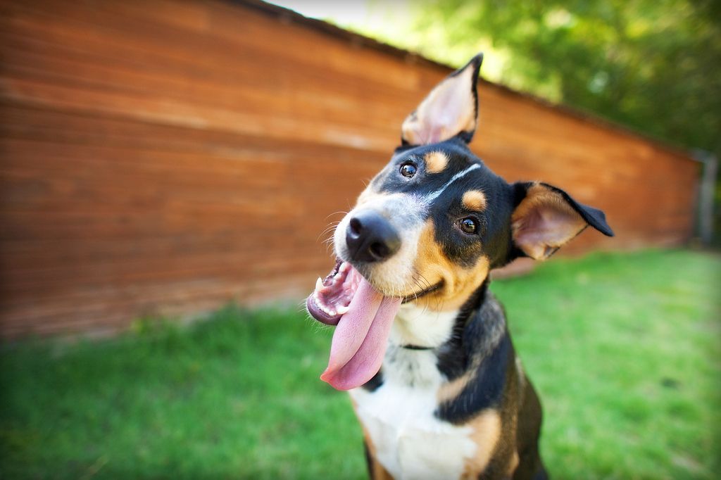 chien qui sourit et qui tire la langue