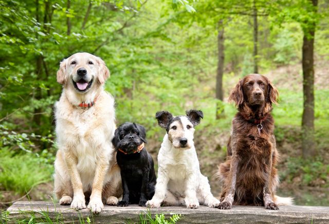 plusieurs chiens différents assit en ligne