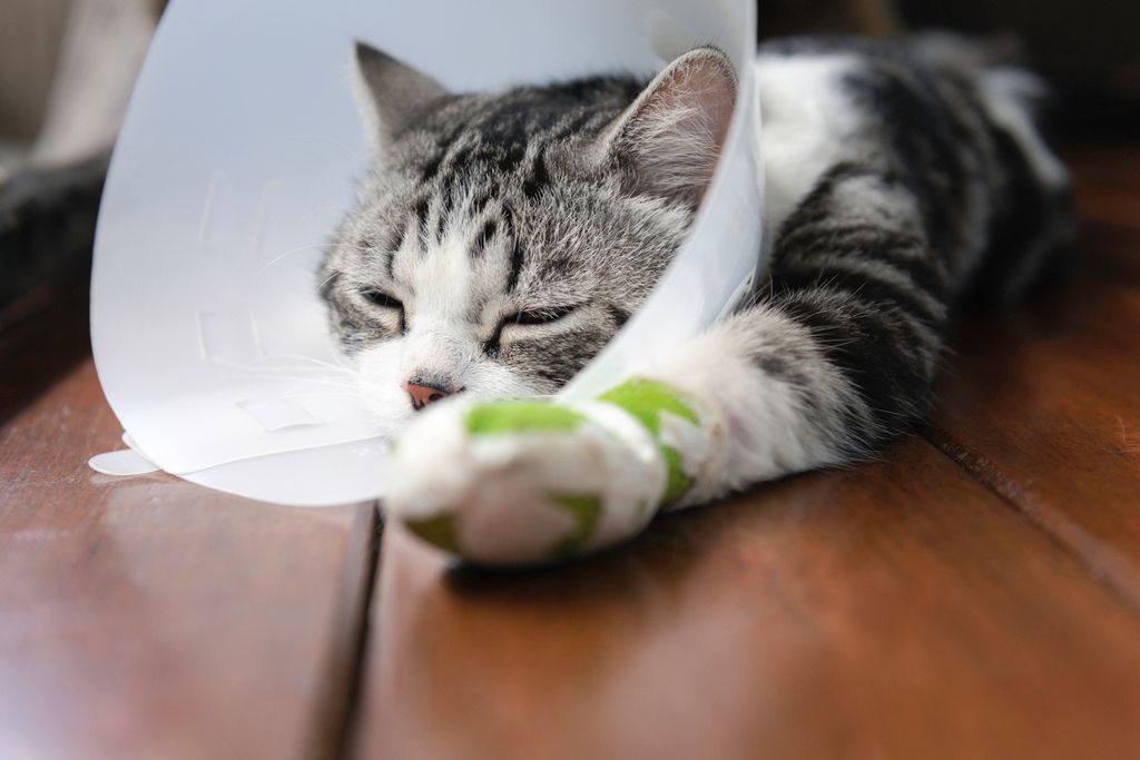chat qui est anesthésie et dort