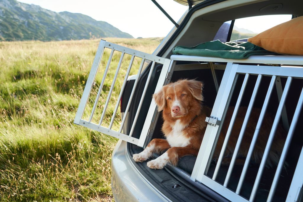 chien dans une voiture