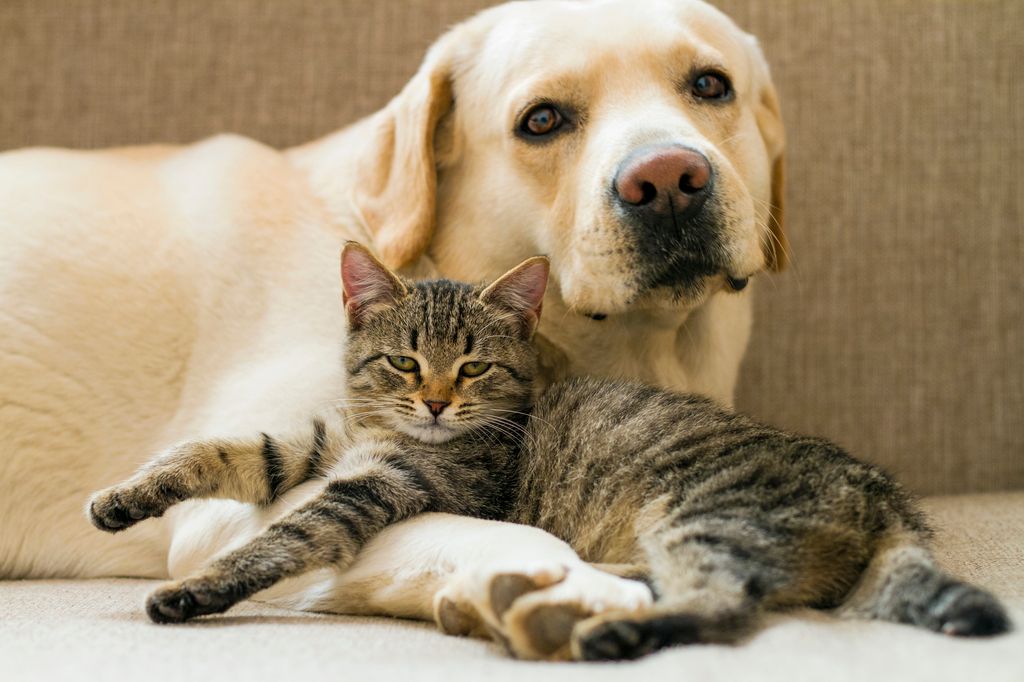 Chien et chat allongés