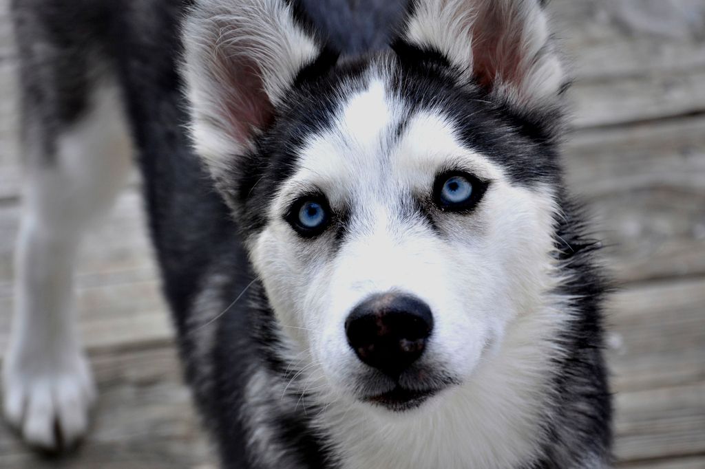 Husky de Sibérie
