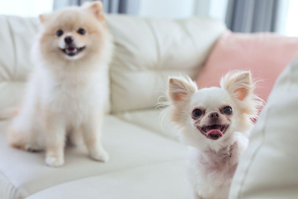 deux chiens sur le canapé