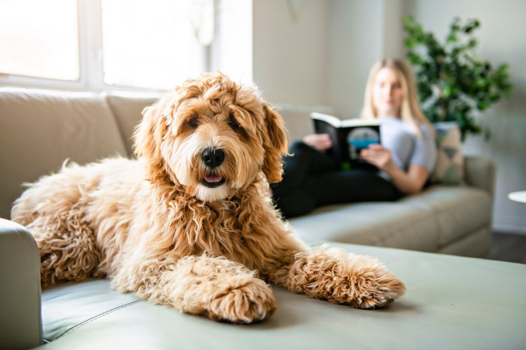 labradoodle assit sur le canapé