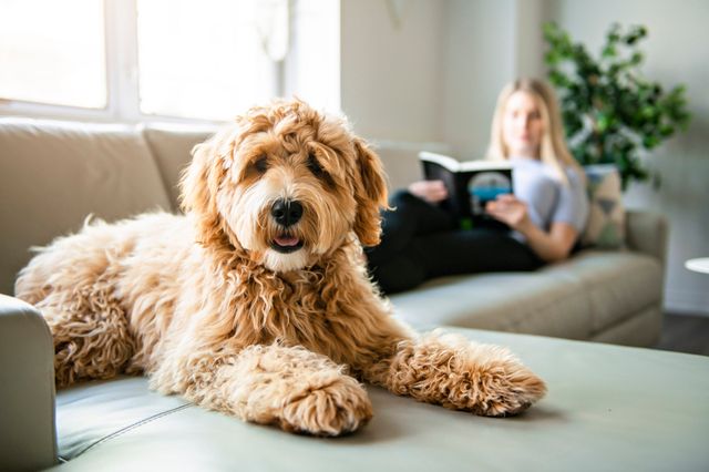 labradoodle assit sur le canapé