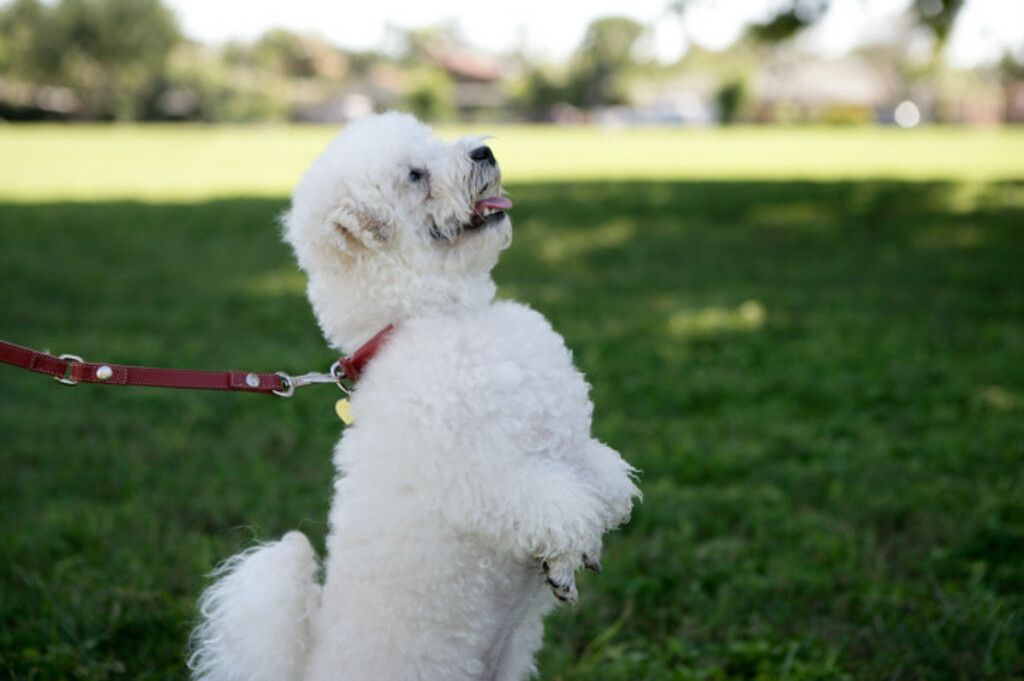 Petit chien blanc debout sur ses pattes arrière en laisse