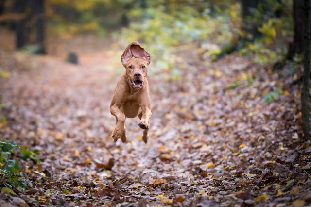 chien qui court dans la forêt en automn