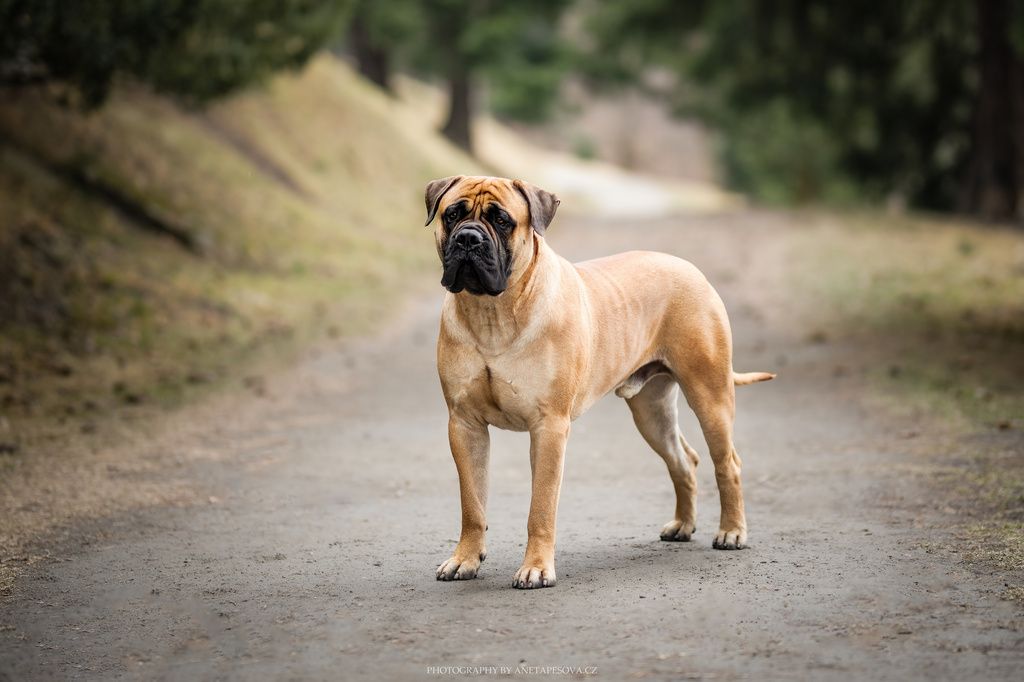 Chien de race Bullmastiff