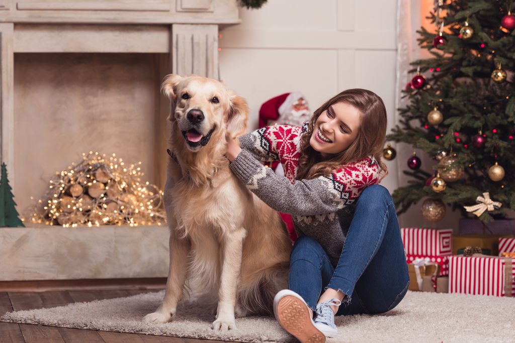 golden retriever à Noël