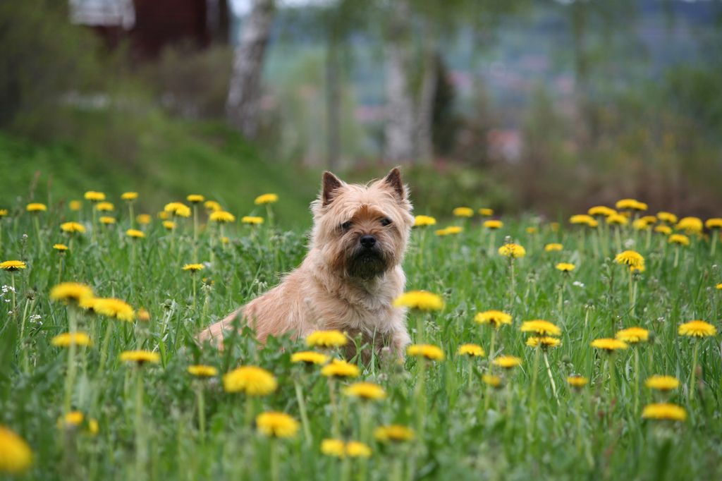 Cairn Terrier qui se met sur 2 pattes