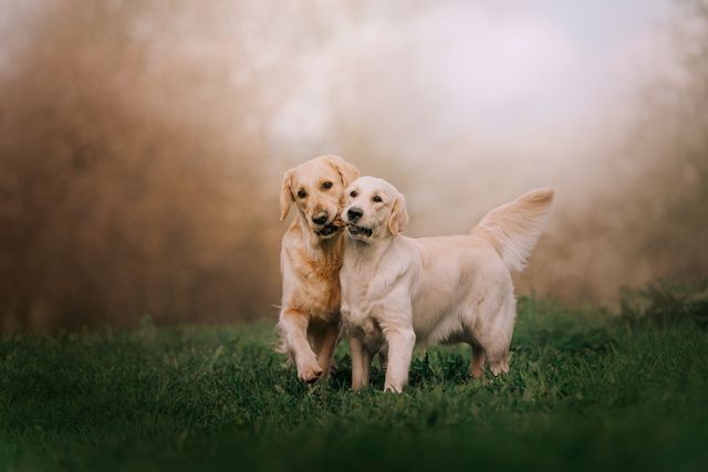 deux golden retriever