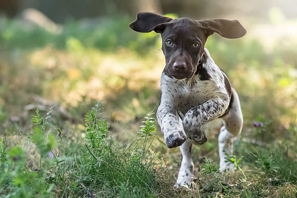 chien qui court avec les oreilles qui volent