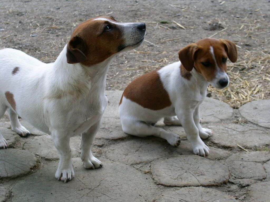 Deux petits chiens dont l'un est assis et semble souffrir
