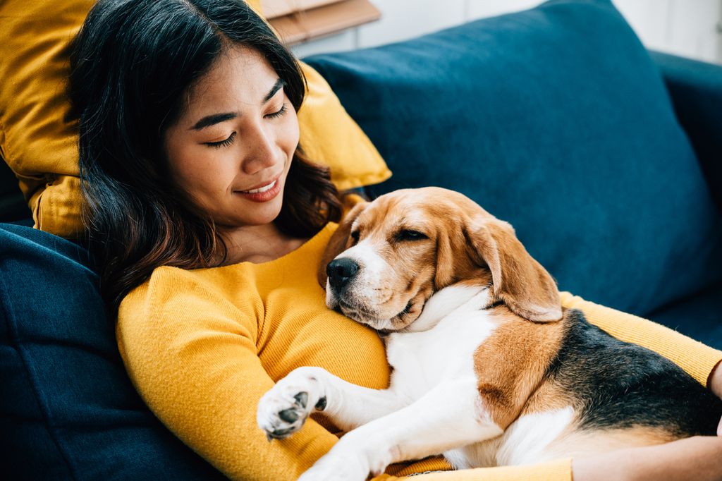 Beagle dans les bras d'une femme allongée sur le canapé