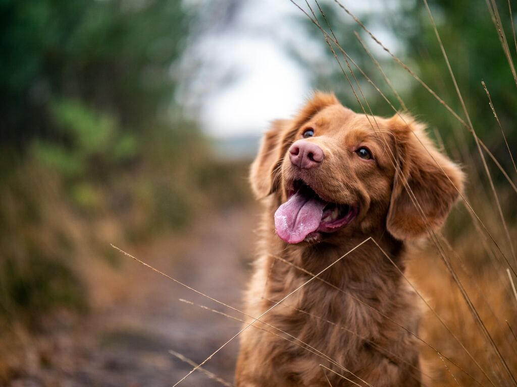 border collie heureux