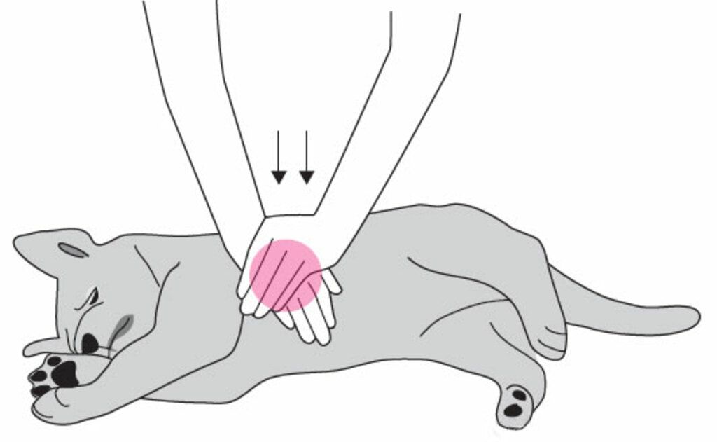 Dessin du geste de massage cardiaque sur un chien